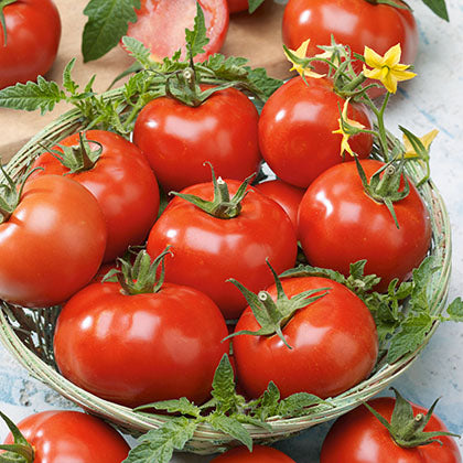TOMATE - PRECOCIBEC