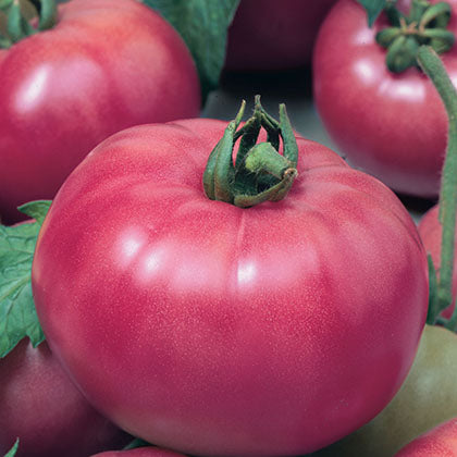 TOMATE - ROSABEC