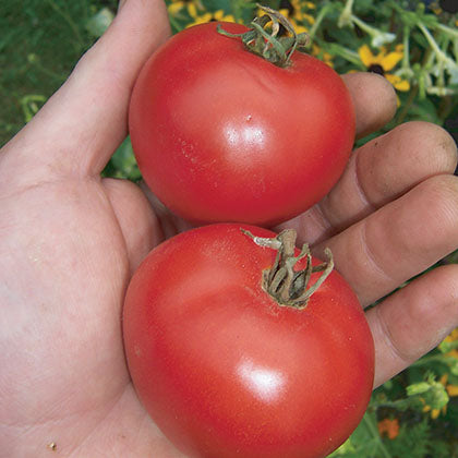 TOMATE - CANABEC ROUGE