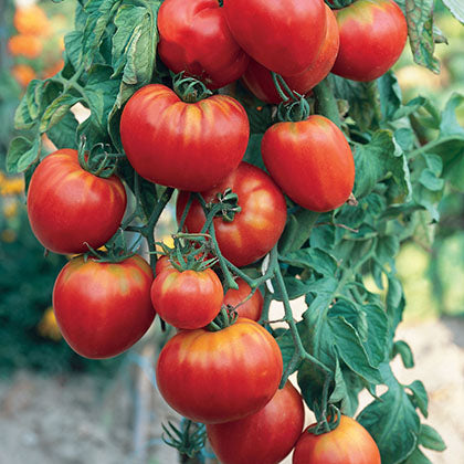 TOMATE - ROSE COEUR DE BOEUF