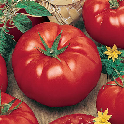 TOMATE ROUGE - CÉLÉBRITÉ