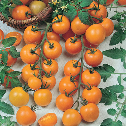 TOMATE CERISE - SUN GOLD