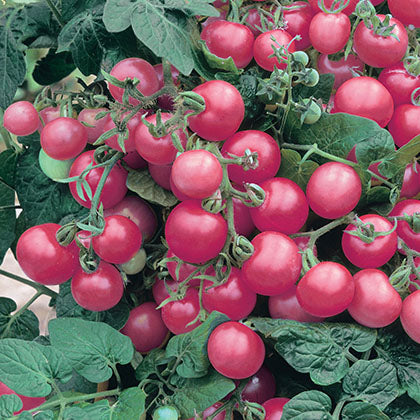 TOMATE CERISE - SIBERIENNE ROSE