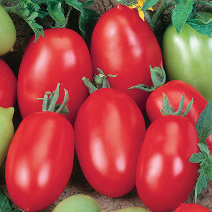 TOMATE ITALIENNE - SAN MARZANO