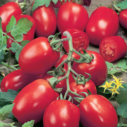 TOMATE ITALIENNE - ROMA