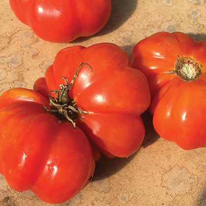 TOMATE - MÉMÉ DE BEAUCE