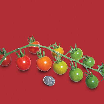 TOMATE - PETIT MOINEAU