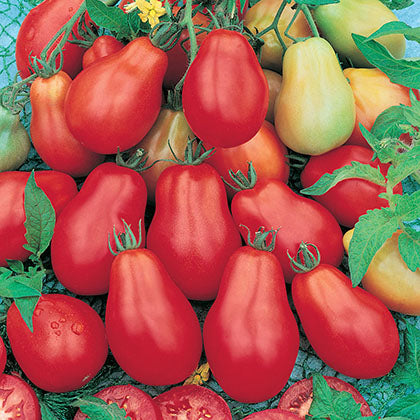 TOMATE - POIRE ROUGE