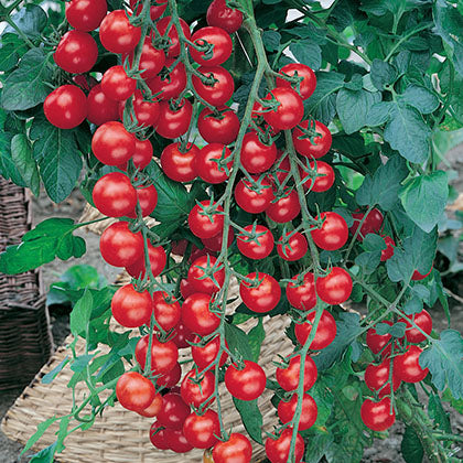 SOLANUM LYCOPERSICUM - SWEET 100 (TOMATE CERISE)
