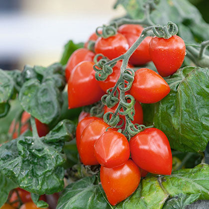 TOMATE - SWEET VALENTINE