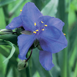 TRADESCANTIA X ANDERSONIANA