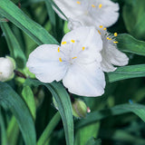 TRADESCANTIA X ANDERSONIANA