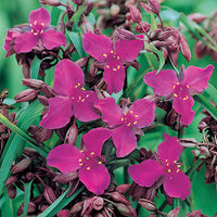 TRADESCANTIA X ANDERSONIANA