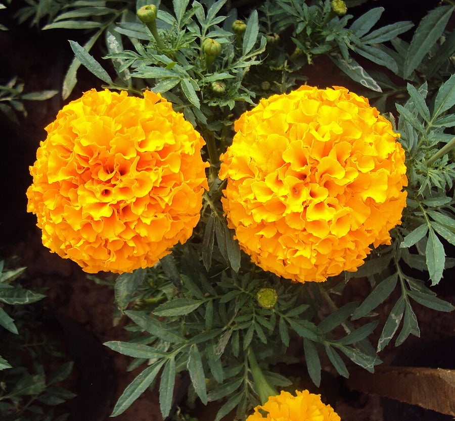 TAGETES ERECTA - JAUNE