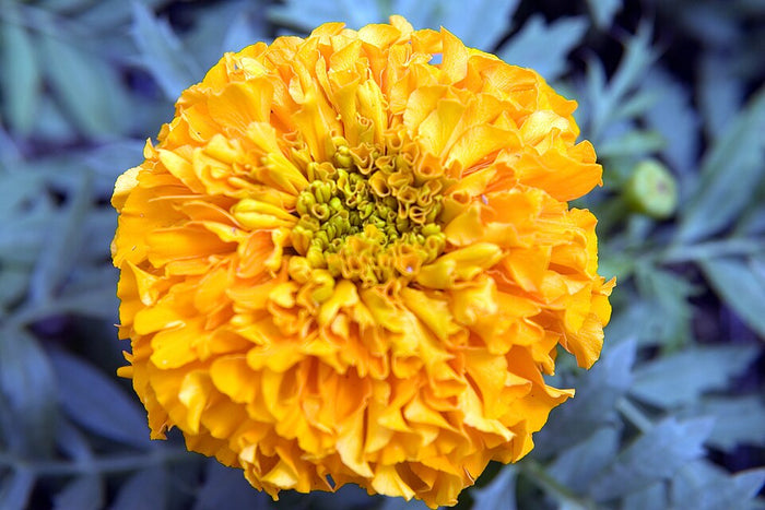 TAGETES ERECTA - ORANGE