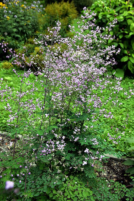 THALICTRUM DIPTEROCARPUM