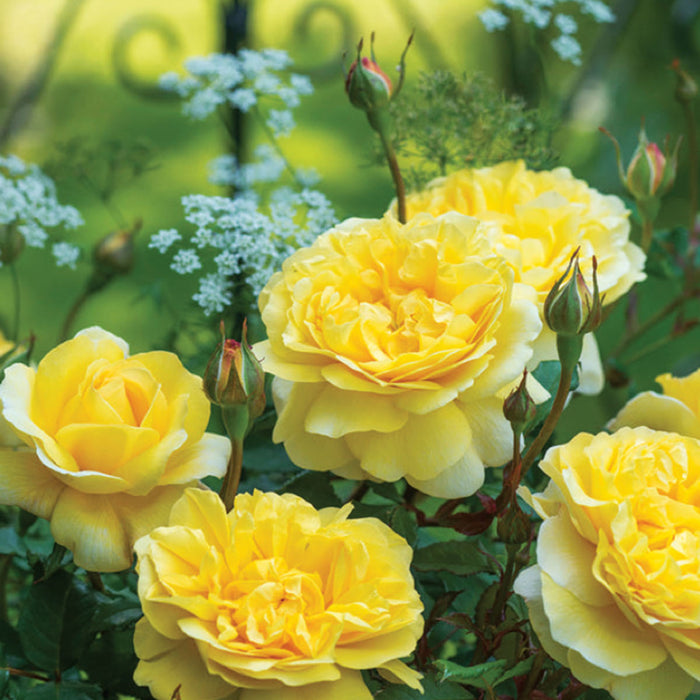 ROSA - THE POET'S WIFE