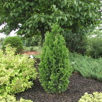 THUYA OCCIDENTALIS - DEGROOT’S SPIRE
