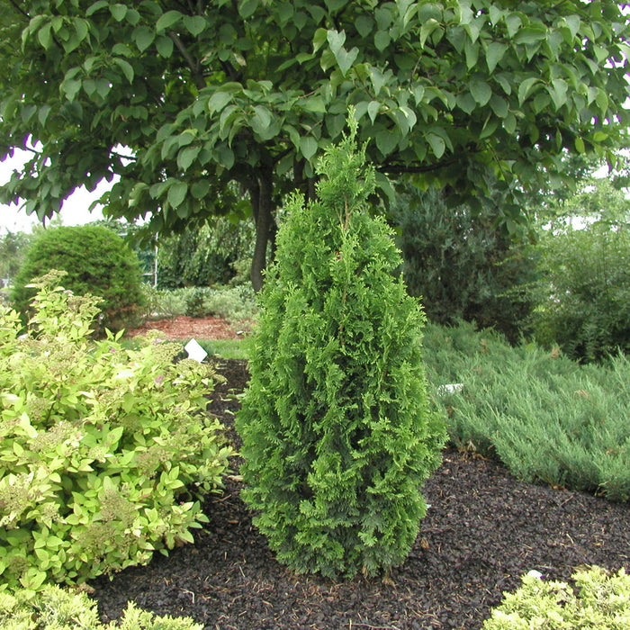 THUYA OCCIDENTALIS - DEGROOT’S SPIRE