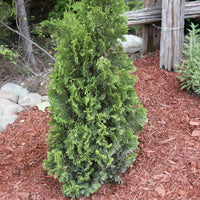 THUYA OCCIDENTALIS - DEGROOT’S SPIRE