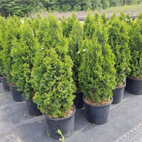 THUYA OCCIDENTALIS - DEGROOT’S SPIRE
