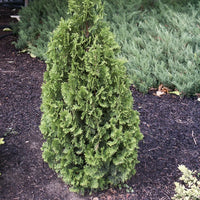 THUYA OCCIDENTALIS - DEGROOT’S SPIRE