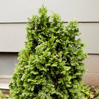THUYA OCCIDENTALIS - DEGROOT’S SPIRE