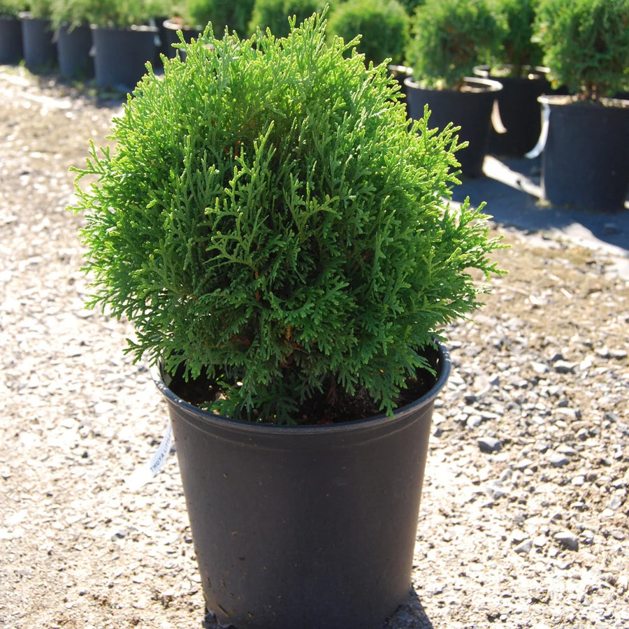 THUYA OCCIDENTALIS - LITTLE GIANT