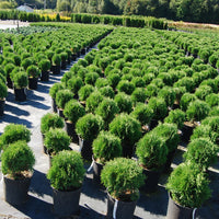 THUYA OCCIDENTALIS - LITTLE GIANT
