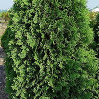 THUJA NIGRA