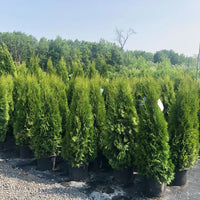 THUJA NIGRA