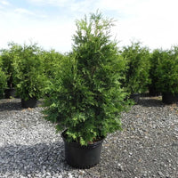THUJA NIGRA