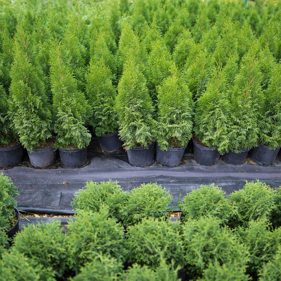 THUJA NIGRA