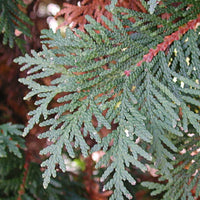 THUJA NIGRA