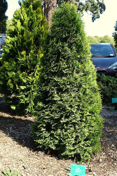 THUJA OCCIDENTALIS - SMARAGD (POM POM)