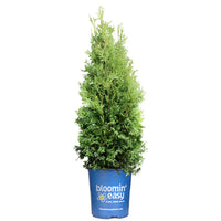 THUYA OCCIDENTALIS - PRIVATE JET