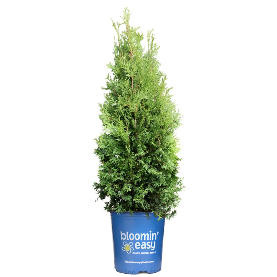 THUYA OCCIDENTALIS - PRIVATE JET