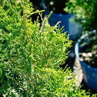 THUYA OCCIDENTALIS - PRIVATE JET