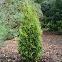 THUYA OCCIDENTALIS - PRIVATE JET