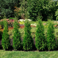 THUYA OCCIDENTALIS - PRIVATE JET