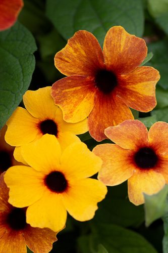THUNBERGIA TOWERPOWER - TERRACOTTA