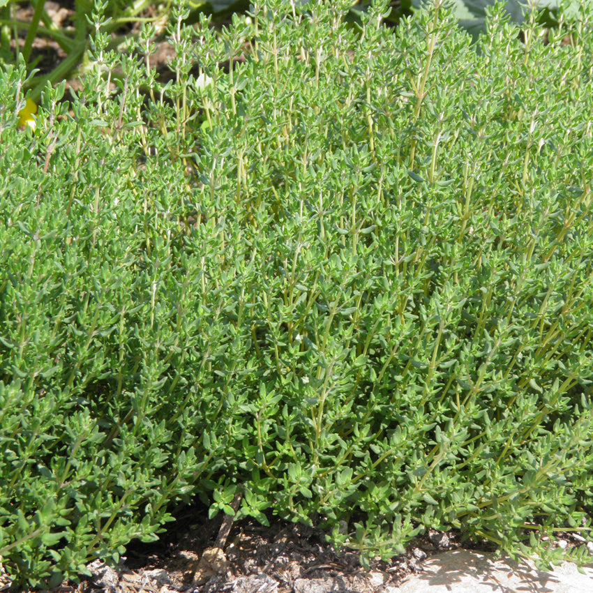 SEMENCES BIOLOGIQUES: THYM ALLEMAND