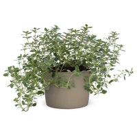 THYMUS X CITRIODORUS (THYM CITRON)