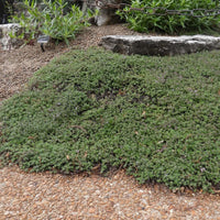 THYMUS PSEUDOLANUGINOSUS