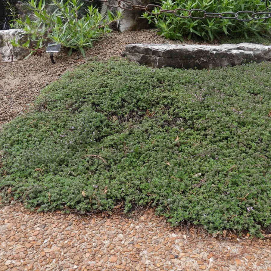 THYMUS PSEUDOLANUGINOSUS