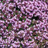 THYMUS PSEUDOLANUGINOSUS