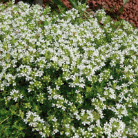 THYMUS SERPYLLUM - ALBUS