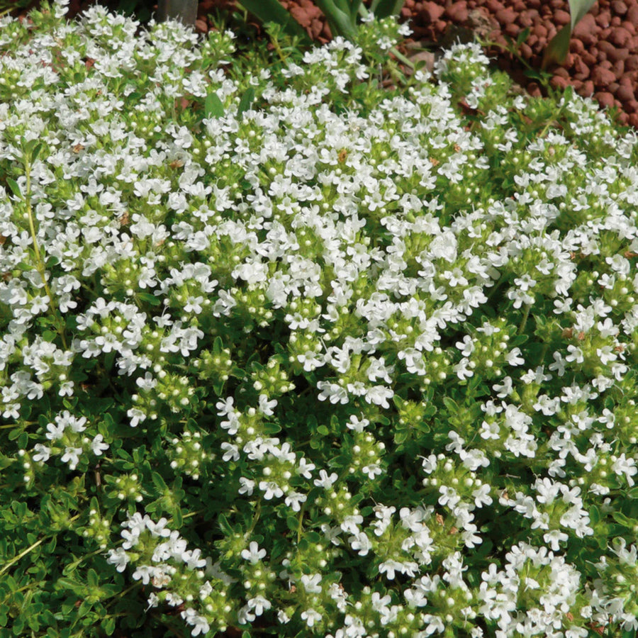 THYMUS SERPYLLUM - ALBUS