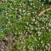 THYMUS SERPYLLUM - ALBUS