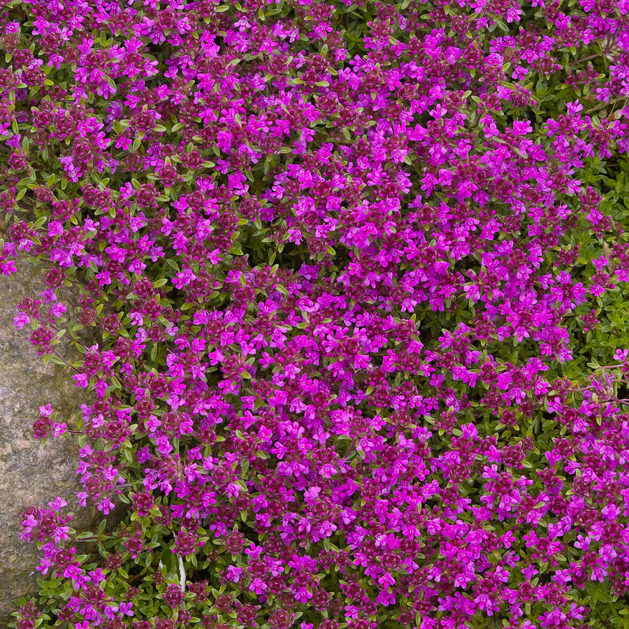 THYMUS SERPYLLUM - COCCINEUS
